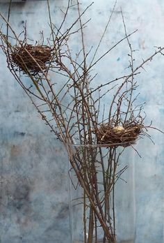 three birds nests in a clear glass vase with twig sprouts and twigs