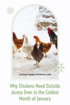 a group of chickens standing next to each other in the snow with text reading why chickens need outside access even in the coldest month of january