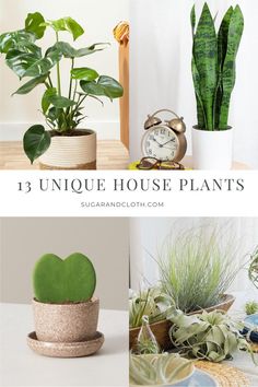 three unique house plants that are easy to care for