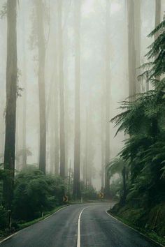 an empty road surrounded by tall trees in the foggy forest with a yellow sign