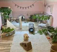 a dog is standing on top of a rock in the middle of a living room