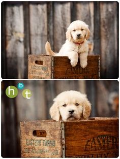 two pictures of a puppy sitting on top of a wooden box with the same dog's face