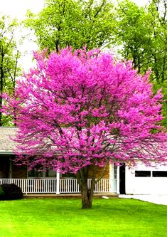 a pink tree in front of a white house with green grass and trees around it