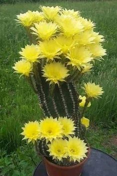 a potted plant with yellow flowers sitting on top of a table in the grass