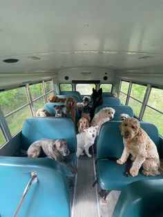 there are many dogs sitting on the bus