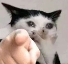 a black and white kitten is being held up by someone's hand with their thumb