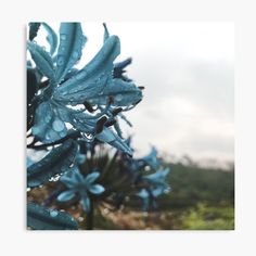 blue flowers with water droplets on them in the foreground and trees in the background