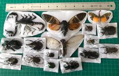 many bugs and insects are shown in plastic bags on a cutting board with a ruler