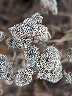 some very pretty white flowers in the grass