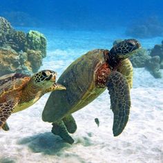 two green sea turtles swimming in the ocean