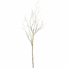 a bare tree with no leaves in front of a white background