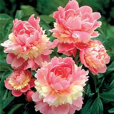 pink and yellow flowers blooming in the garden