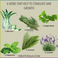 Credit:@annaianniello6 #hairstyles #hairstyling #hairstyletutorial Hair Growth Tips Natural Hair, Plants For Hair Growth, Witch Hazel Benefits, Hair Herbs, Food For Hair, Herbal Hair Care, Herbal Hair Oil, Herbal Hair Growth