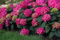 pink and green flowers are growing in the grass