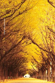 an empty road lined with trees in the fall