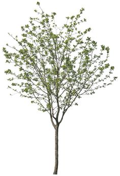 a small tree with green leaves on it's branches, against a white background