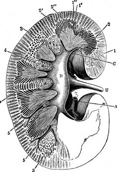 an image of the inside of a bird's head with its parts labeled in black and white