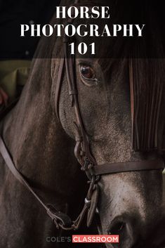 a close up of a horse's face with the words horses photography 101 in front of it