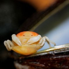 a small crab sitting on top of a wooden table next to a mirror with it's eyes closed