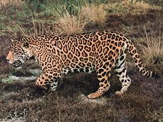 a large leopard walking across a grass covered field