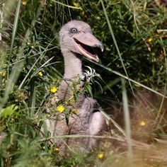 an ostrich sitting in the tall grass with its mouth open and it's tongue out