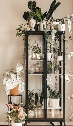 a glass cabinet filled with potted plants