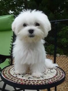 a small white dog sitting on top of a table next to a green lawn chair