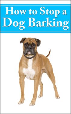 a brown and white dog standing in front of a blue sign that says how to stop a dog barking