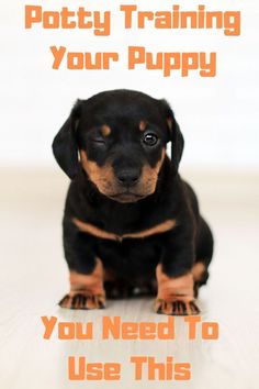 a small black and brown puppy sitting on top of a white floor with the words potty training your puppy you need to use this