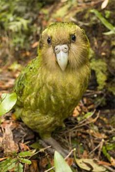 a green bird sitting on the ground with leaves around it's neck and head