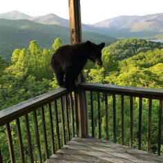 a black bear standing on top of a wooden porch next to a lush green forest