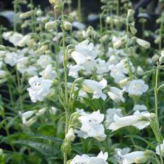 white flowers are blooming in the garden