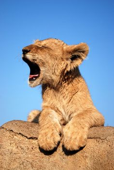 a lion cub yawns while sitting on top of a rock with its mouth open