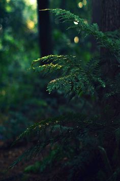 a tree in the middle of a forest filled with lots of green plants and trees