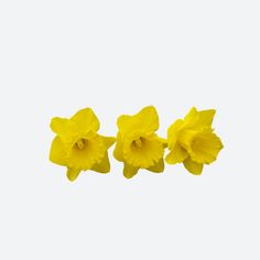 three yellow daffodils against a white background