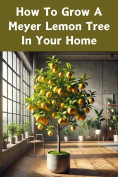 a lemon tree with the words how to grow a meyer lemon tree in your home