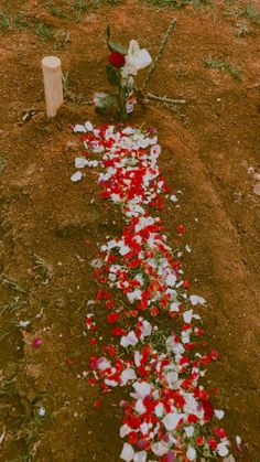 red and white flowers are laying on the ground