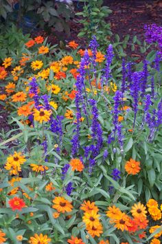 an assortment of colorful flowers in a garden