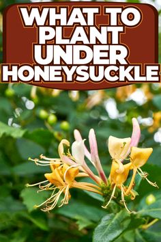 Companion Plants for Honeysuckle: Enhance Your Garden's Beauty Honeysuckle Cottage, Honeysuckle Plant, Gardening Tips And Tricks, Honeysuckle Vine, Hawthorn Tree, Yucca Plant, Gardening Gear, Companion Plants, Holly Tree