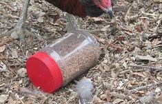 there is a bird that is standing next to a bottle with something in it on the ground