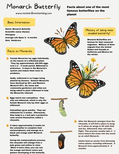 Monarch Butterfly Facts for Kids Monarch Butterfly Homeschool, Monarch Butterfly Unit Study, Monarch Butterfly Printable, Monarch Butterfly Activities For Kids, Monarch Butterfly Facts, Facts About Butterflies, Butterfly Facts For Kids, Butterfly Anatomy, Pet Butterfly