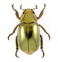 an image of a golden beetle on white background