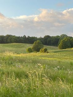 an open grassy field with trees in the background