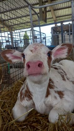 a brown and white cow laying on top of dry grass in a caged area