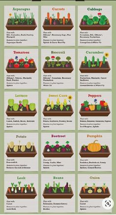 an info sheet showing the different types of vegetables and fruits in each planter's garden