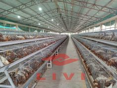 several cages filled with chickens inside of a building