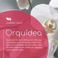 a pink circle with white orchids in the center and text that reads, sabias que?