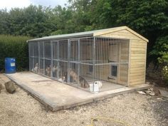 two dogs are in their kennel at the zoo