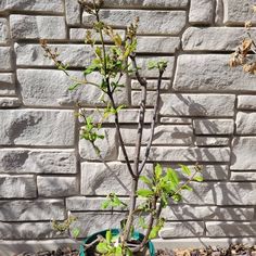 a small tree in a pot on the ground next to a brick wall with no leaves