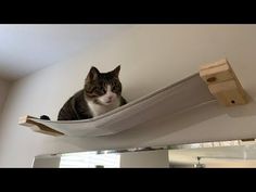 a cat is sitting in a hammock hanging from the ceiling and looking at the camera